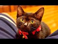 なぜか元気がなくなった子猫のその後