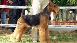 Erdel Terijer Resnik