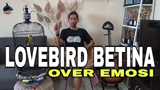 OVER EMOSI LOVEBIRD BETINA