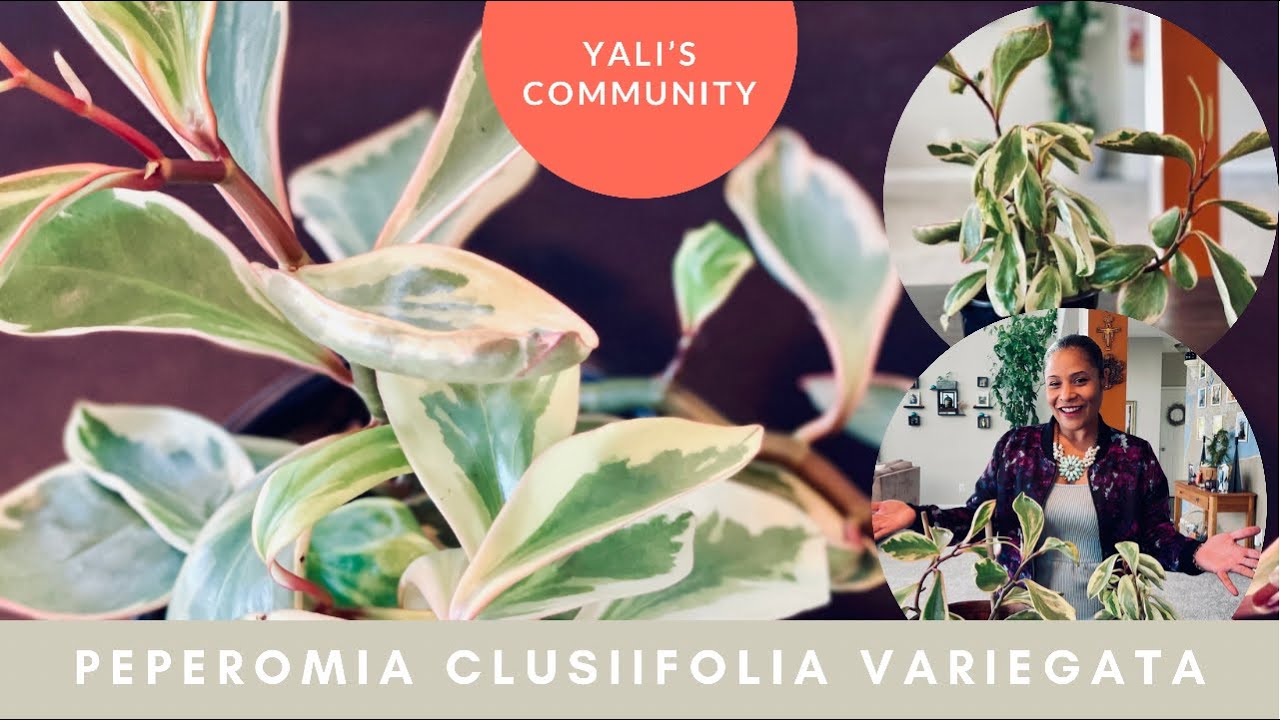 Peperomia clusiifolia variegata (Ginny, Jelly, Tricolor) - Care & Propagation! // Yali’s Community