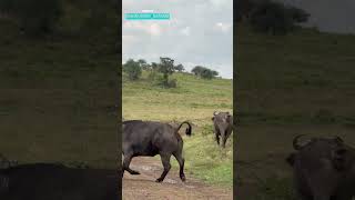 Buffalo Vs Lion