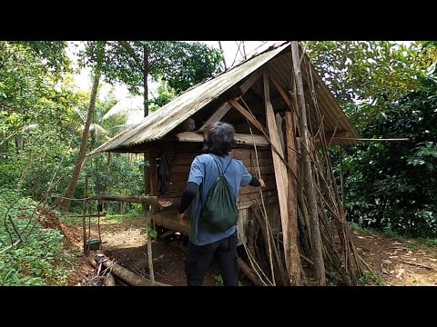 Solo Bushcraft Cabin in the Forest || Looking for Exotic Mangosteen Fruit || Natural River