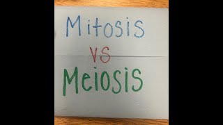 Mitosis vs Meiosis Foldable