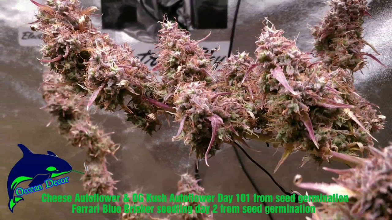 OG Kush Autoflower /Cheese Autoflower  / Ferrari Blue Brisker seedling