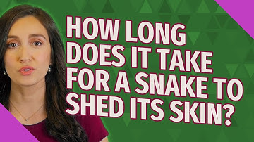How long does it take for a snake to shed its skin?