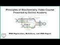 DNA Replication, Mutations, and DNA Repair