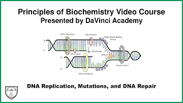 DNA Replication, Mutations, and DNA Repair [Molecular Biology 2 of 11]