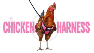 The Chicken Harness!