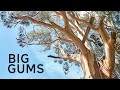 Big Gums: Sleeping in my 100 year old Gum tree