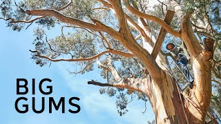 Camping in my 100 year old Gum tree