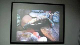 video in light.AVI
