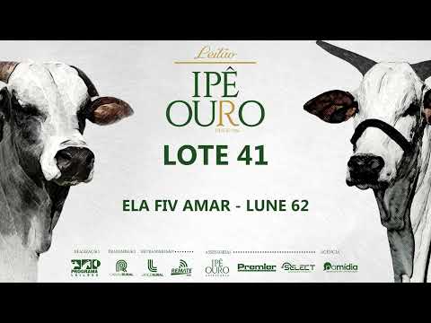 LOTE 41   LUNE 62