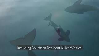 World Oceans Day