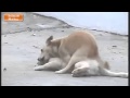 Series Animals Mating ✔ Animals Videos xXx ✔ Animals Funny ▬ Dog Mating Cat Verry Funny