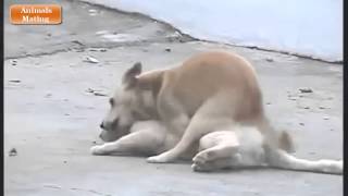 Series Animals Mating ✔ Animals Videos xXx ✔ Animals Funny ▬ Dog Mating Cat Verry Funny
