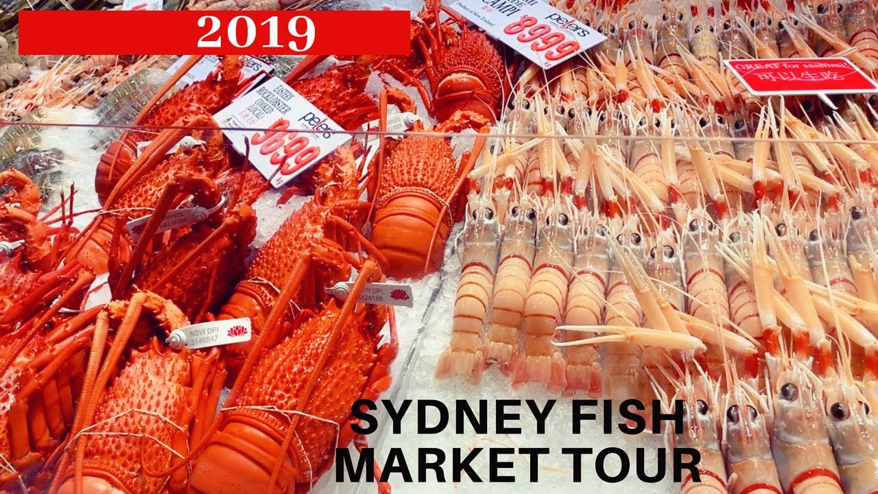 sydney fish market tour