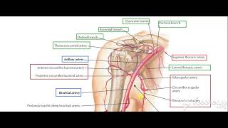 Brachial artery 4