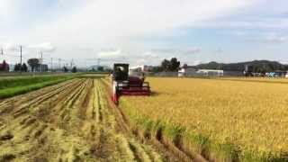 日本を代表するお米　ゆめぴりか 絶賛、収穫中　旭川市