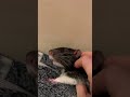 Улыбчивый крысяка. #cute #крысы #rats