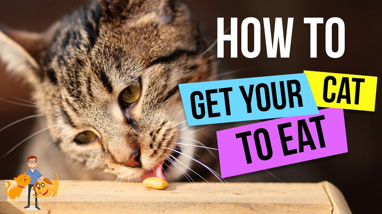 13 Tips for How to Get a Cat to Eat 