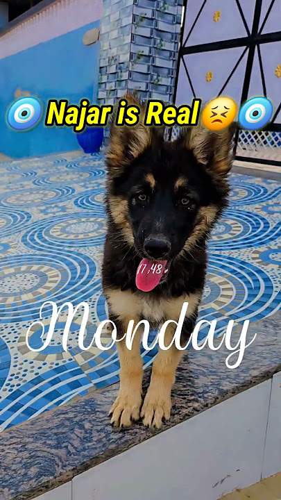 Najar is real 🧿 #becareful #doglover #pray #godjldisesahikrdo #love