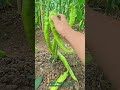 Long Pepper Harvest #shorts
