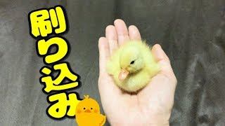 コールダック雛に刷り込み練習【ねぎま】
