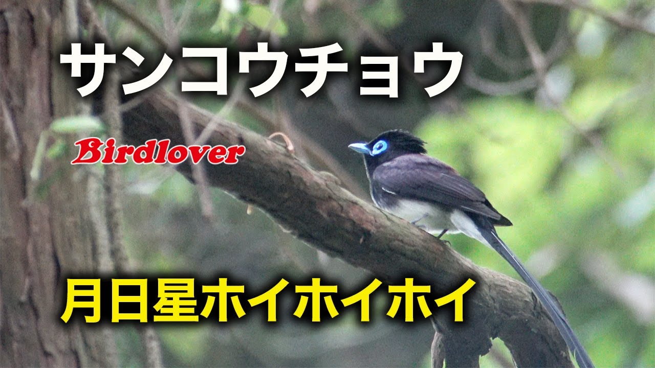 サンコウチョウ の 鳴き声
