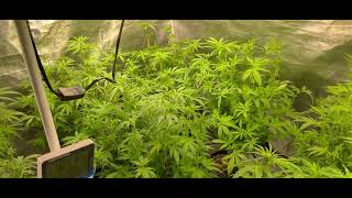 Budget DWC Marshydro TS3000 day 16 flower