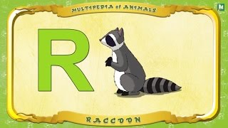 Multipedia Of Animals   Letter R   Raccoon
