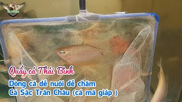 Shop cá cảnh Thái Bình bán dòng cá dễ nuôi dễ chăm Cá Sặc Trân Châu (cá mã giáp)