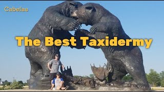 Cabela's has the BEST Taxidermy display !