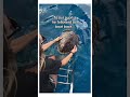 Beluga saves sea creatures #wholesome  #animals