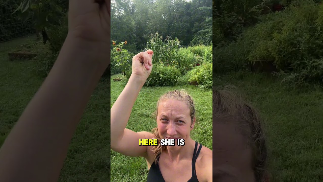 Before and After Lush Overgrown Garden