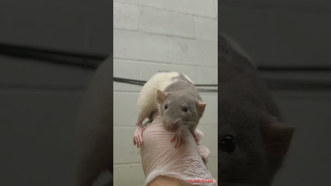 Who Loves Dumbo Rats ❤️