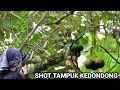 TEMBAK TAMPUK BUAH KEDONDONG