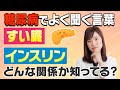 結局『すい臓とインスリン』ってどんな関係？