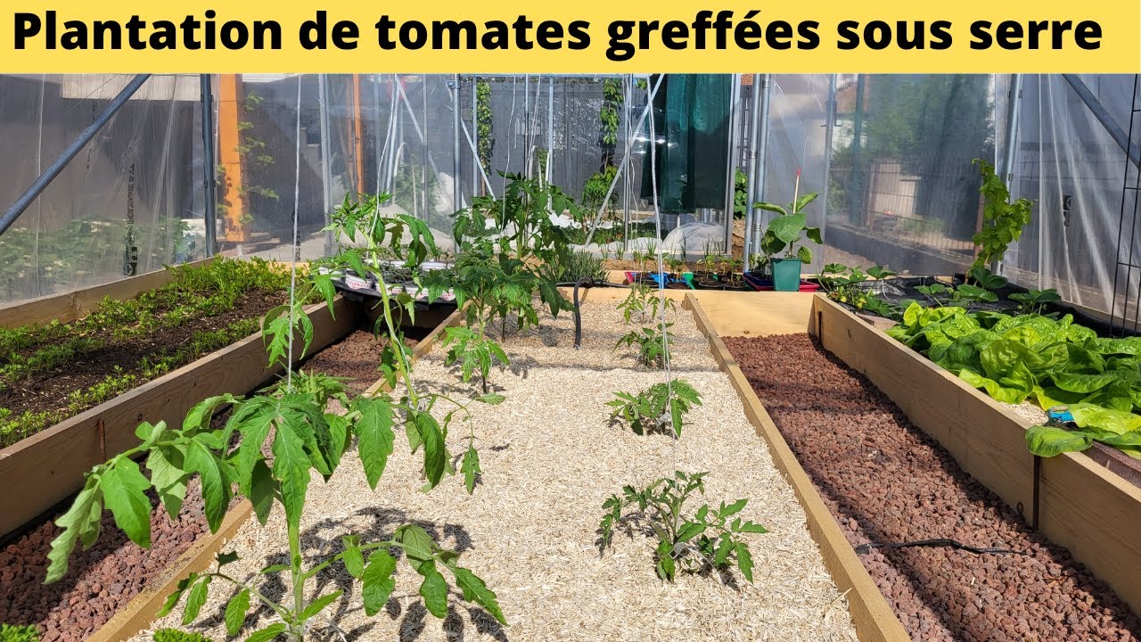 Plantation de tomates greffées sous serre