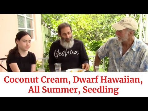 Mango Tasting Table #3: Coconut Cream, Dwarf Hawaiian. All Summer, Seedling