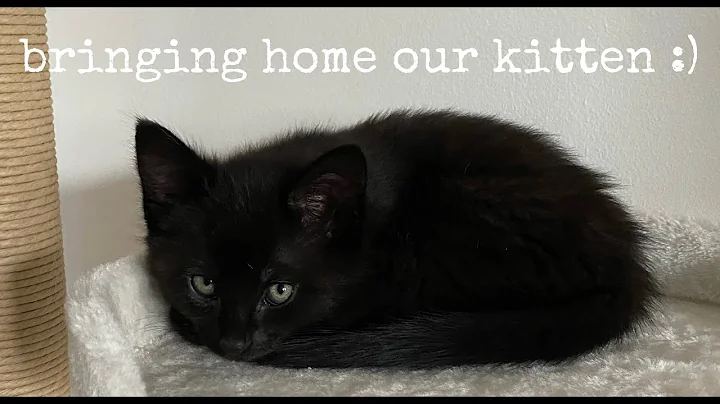 Watch the video about Bringing home our kitten