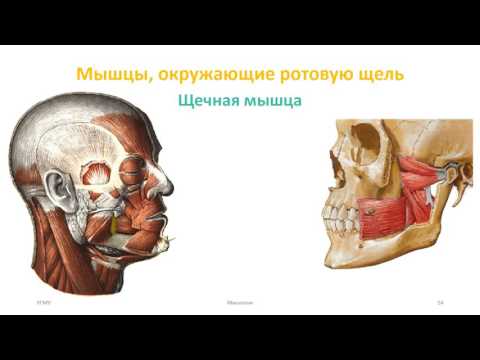 Мышцы головы: мимические, жевательные