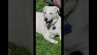 Funny dogs