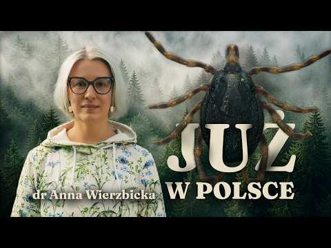 Ten kleszcz ma oczy i poluje na ludzi. Kleszcze bez mitów