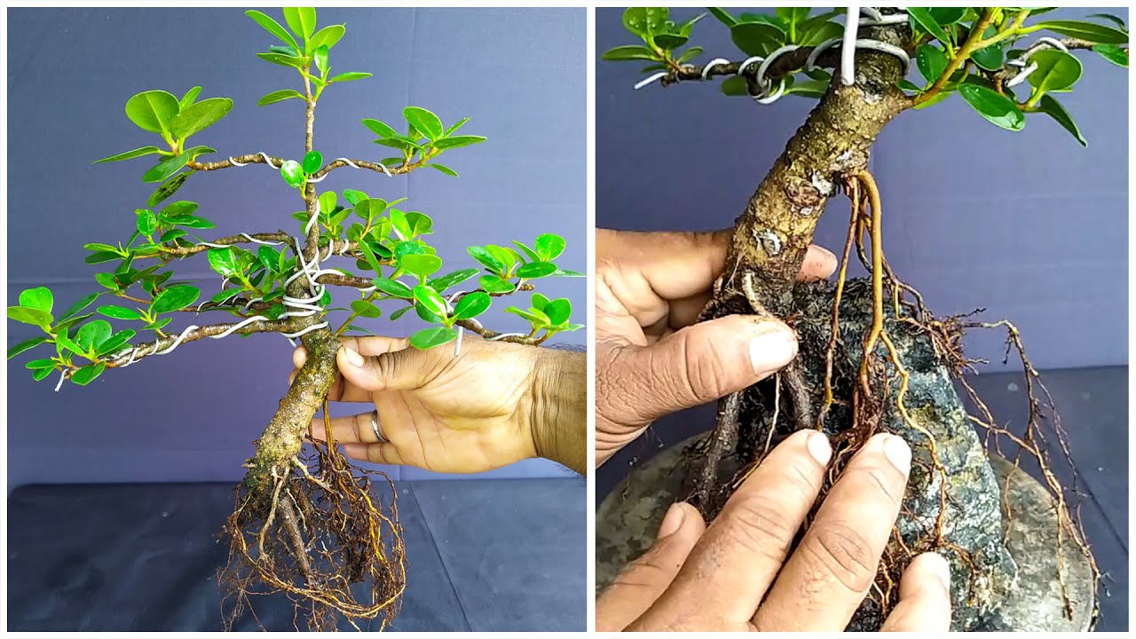 Root Over Rock - Step by Step - Don't Miss the End 💡 | Bonsai Trees