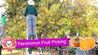 Persimmon Fruit Picking with Village Harvest + Yummy Persimmon Treats
