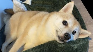 くるくる回ることを強いられている柴犬