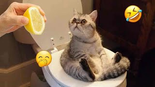 😻🤣 Funniest Cats and Dogs 😆🤣 Best Funny Animal Videos 2024 # 19