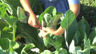Gardening Tips and Tricks: How To Blanch your Cauliflower