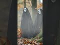 Creepy Forest Ambiance – Haunted Halloween Spirits  #halloween #scary