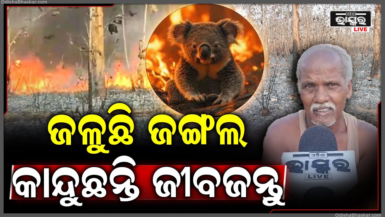 ହୁତ ହୁତ ହୋଇ ଜଳୁଛି ଶିମିଳିପାଳ...କାନ୍ଦୁଛନ୍ତି ଜୀବଜନ୍ତୁ, ନିଆଁ ଲିଭେଇ ନାକେଦମ ହେଲେଣି ବନ ବିଭାଗ...